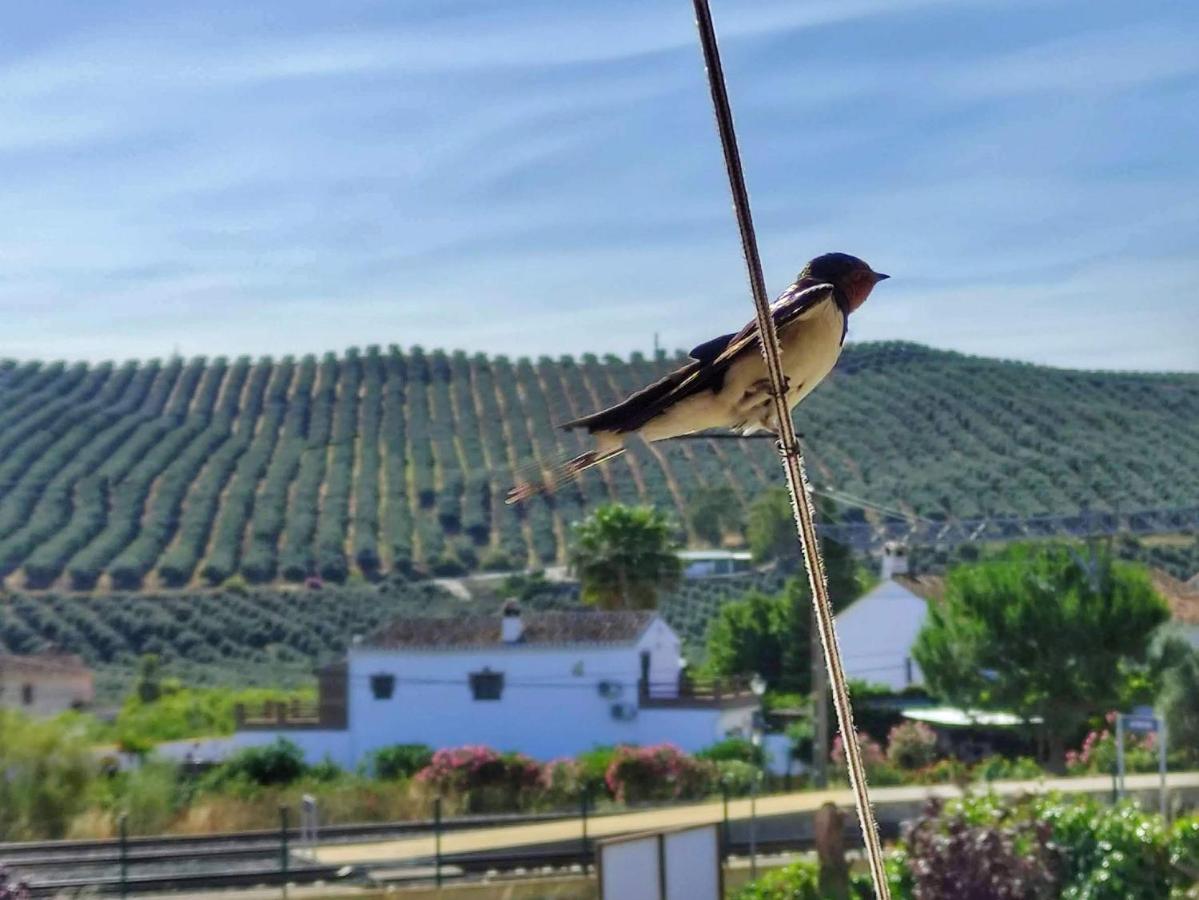 El Rancho Grande - Apartamento Alora Eksteriør bilde